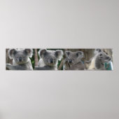Poster Koala Te Adopteren Australië (Voorkant)
