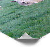 Poster - Koeien - in kleur (Hoek)