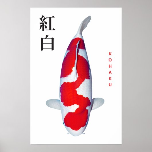 Poster Kohaku Koi Elegance (Voorkant)