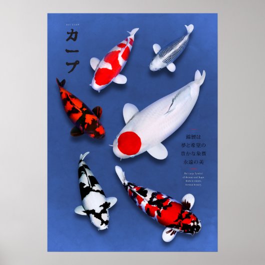 Poster Koi Elegance (Voorkant)