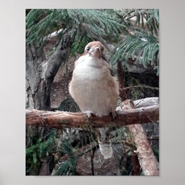 Poster Kookaburra