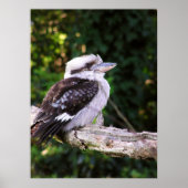 Poster Kookaburra (Voorkant)