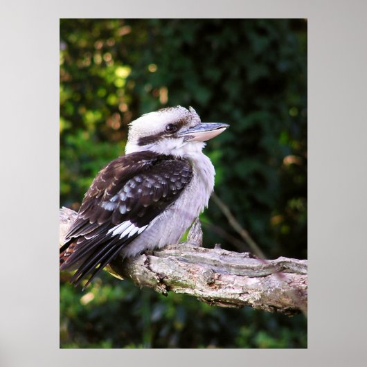 Poster Kookaburra (Voorkant)