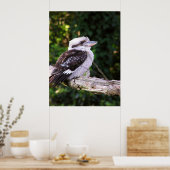 Poster Kookaburra (Keuken)