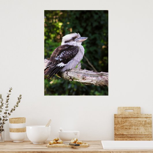 Poster Kookaburra (Keuken)