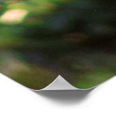 Poster Kookaburra (Hoek)