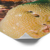 Poster koraalrif (Hoek)