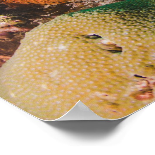 Poster koraalrif (Hoek)