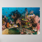 Poster koraalrif (Voorkant)