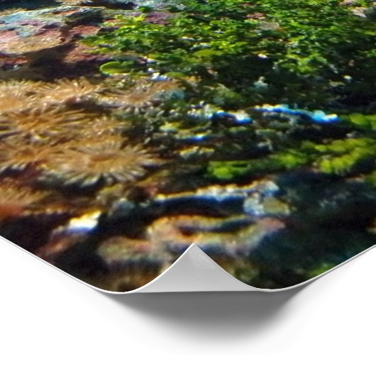 Poster koraalrif (Hoek)