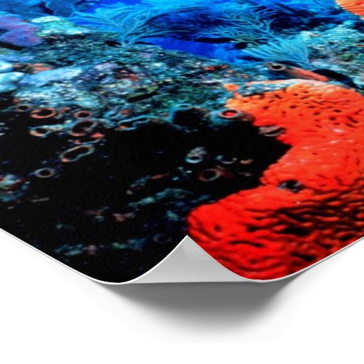 Poster koraalrif (Hoek)