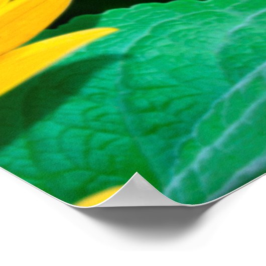 Poster kunst slaperig Ladybug en zonnebloemen (Hoek)