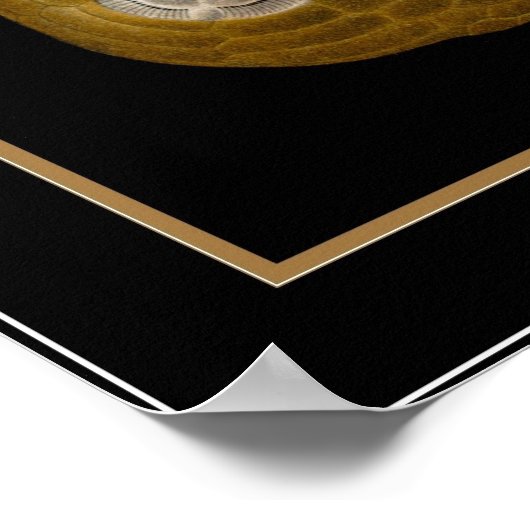 Poster  kunstenaar Ernst Haeckel Echinoidea (Hoek)