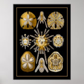 Poster  kunstenaar Ernst Haeckel Echinoidea (Voorkant)