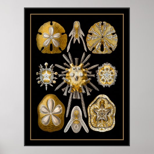 Poster  kunstenaar Ernst Haeckel Echinoidea (Voorkant)