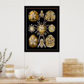 Poster  kunstenaar Ernst Haeckel Echinoidea (Keuken)