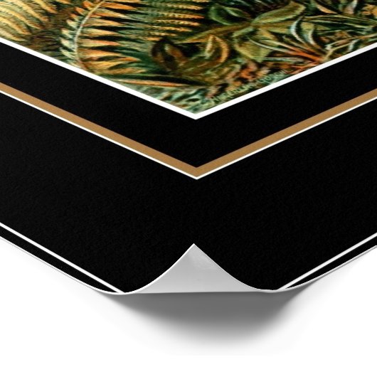 Poster  kunstenaar Ernst Haeckel Filicinae (Hoek)