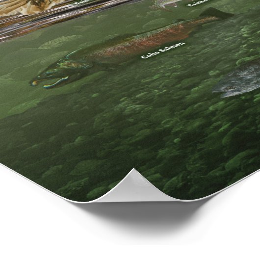 Poster kustregenwoud (Hoek)