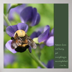 Poster Lao Tzu Quote