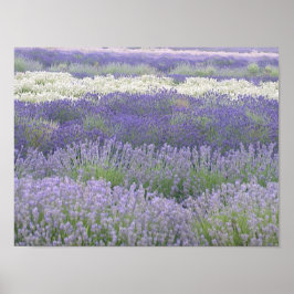 Poster lavender