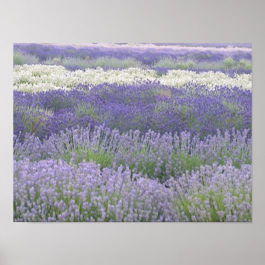 Poster lavender (Voorkant)