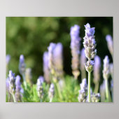 Poster lavender (Voorkant)