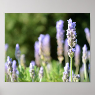 Poster lavender