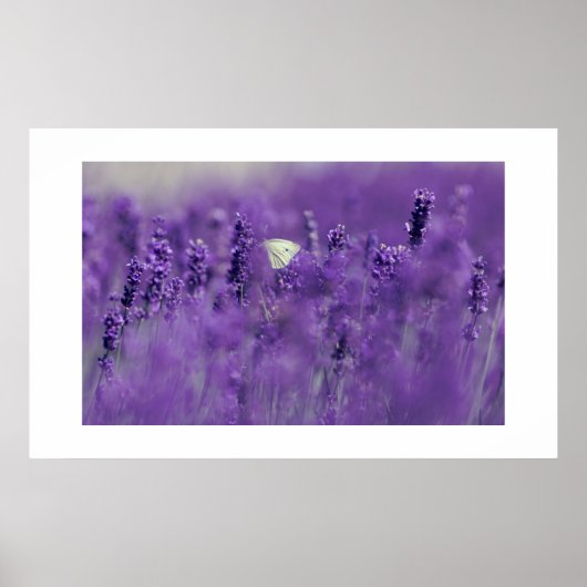 Poster Lavender Field (Voorkant)