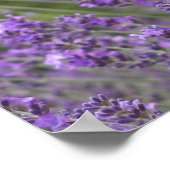 Poster Lavender Fields (Hoek)