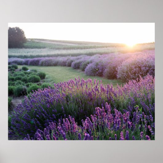 Poster Lavender Flowers Field (Voorkant)