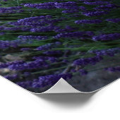 Poster Lavender Flowers Field (Hoek)