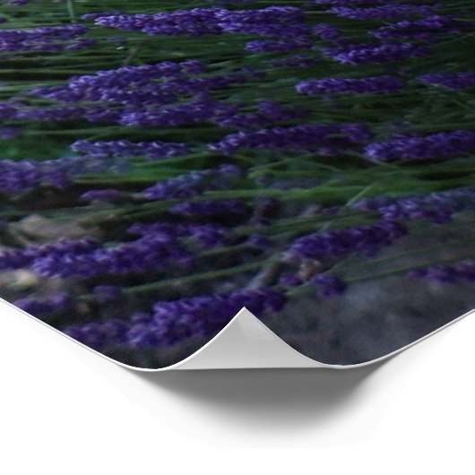 Poster Lavender Flowers Field (Hoek)