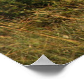 Poster leeuwen (Hoek)