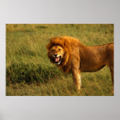 Poster leeuwen (Voorkant)