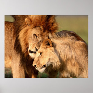 Poster leeuwen