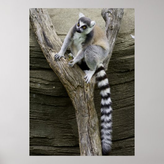 Poster Lemur (Voorkant)