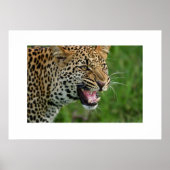 Poster Leopard (Voorkant)