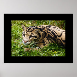 Poster leopard