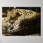 Poster leopard (Voorkant)