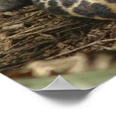 Poster leopard (Hoek)