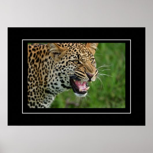Poster Leopard (Voorkant)