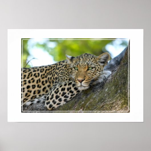 Poster-Leopard Poster (Voorkant)