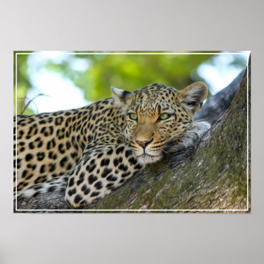 Poster-Leopard Poster (Voorkant)