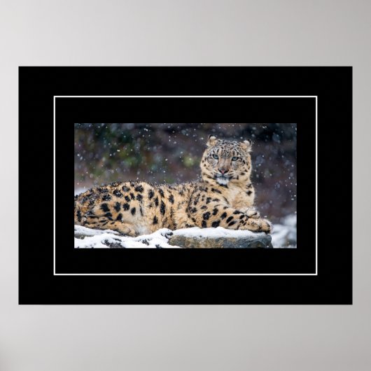Poster-Leopard Poster (Voorkant)