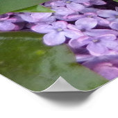 POSTER - Lilacs in Spring- Frankrijk (Hoek)