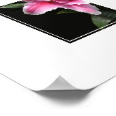 Poster-Lily Flower Poster (Hoek)