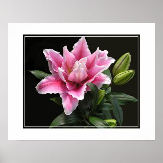 Poster-Lily Flower Poster (Voorkant)