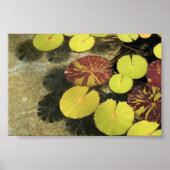 Poster Lilypads (Voorkant)