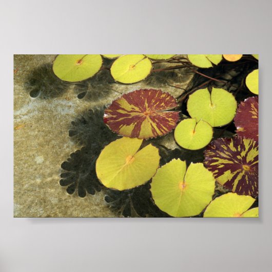 Poster Lilypads (Voorkant)