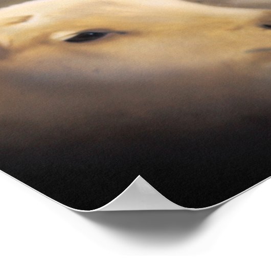 Poster Lion and the Lamb (Hoek)